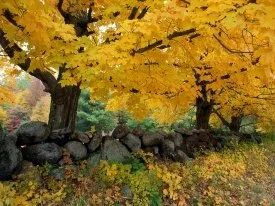 A Golden Season in New England -  - ID .jpg