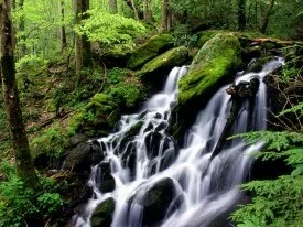 After the Rain, Tremont Area, Great Smoky Mounta.jpg