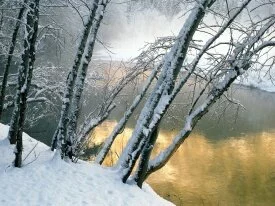 Alder Trees, Merced River, Yosemi.jpg