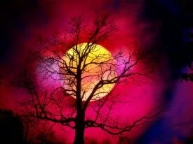 Alive With Color - 800x600 - ID 12265.jpg