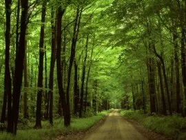 Allegheny National Forest, Pennsylvania - 1600x1.jpg (click to view)