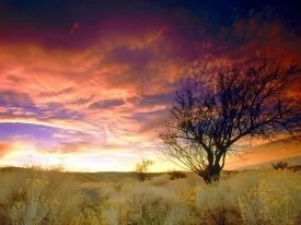 Almond Tree, Antelope Valley, California - 1600x.jpg