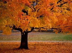 An Autumn Beauty -  - ID 34533 - PREMIU.jpg