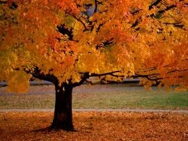 An Autumn Beauty -  - ID 34533 - PREMIU.jpg (click to view)