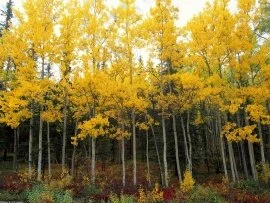 Aspen and Birch, Denali National Park, Alaska - .jpg (click to view)