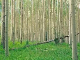 Aspen Grove, Independence Pass, Colorado - 1600x.jpg
