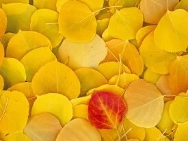 Aspen Leaves, Eastern Sierra, California - 1600x.jpg