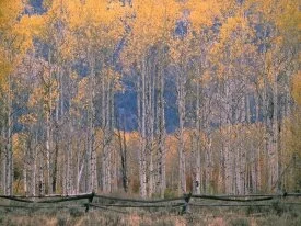 Aspen Splendor, Jackson Hole, Wyoming - .jpg