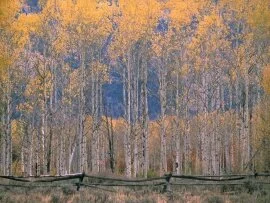 Aspen Splendor, Jackson Hole, Wyoming - .jpg (click to view)