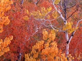 Aspen Trees, City of Rocks, Idaho -  - .jpg