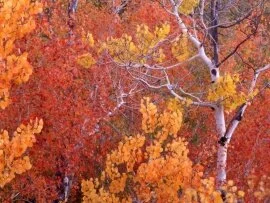 Aspen Trees, City of Rocks, Idaho -  - .jpg (click to view)