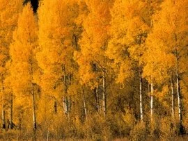 Aspen Trees, Montana -  - ID 31138.jpg (click to view)