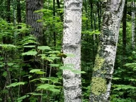 Aspen Trunks, North Woods, Quetico Provincial Pa.jpg