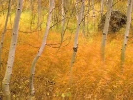 Aspens and Windblown Grasses, Idaho -  .jpg (click to view)