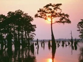 Atchafalaya Bayou, Louisiana -  - ID 31.jpg