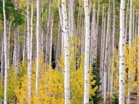 Autumn Aspens, Colorado -  - ID 42183 -.jpg