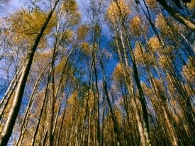 Autumn Aspens, Hidden Lake, Alaska -  -.jpg