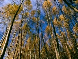 Autumn Aspens, Hidden Lake, Alaska -  -.jpg (click to view)