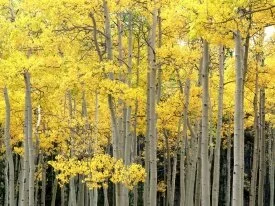 Autumn Aspens, Kenosha Pass, Pike National Fores.jpg