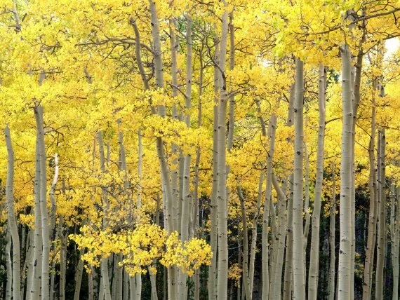 Autumn Aspens, Kenosha Pass, Pike National Fores.jpg (click to view)