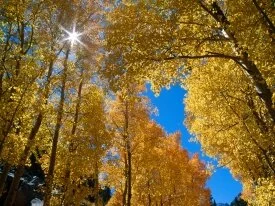 Autumn Colors, Inyo National Forest, California .jpg