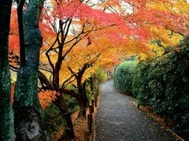 Autumn Colors, Kyoto, Japan -  - ID 413.jpg