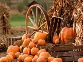 Autumn Harvest -  - ID 24701 - PREMIUM.jpg (click to view)