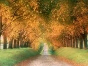 Autumn Road, Cognac Region, France -  -.jpg