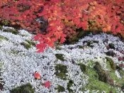 Autumn Vine Maple and Lichens -  - ID 3.jpg