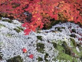 Autumn Vine Maple and Lichens -  - ID 3.jpg (click to view)