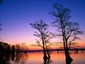 Bald Cypress Trees at Sunrise, Reelfoot National.jpg