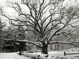 Bedford Oak, New York City -  - ID 1061.jpg