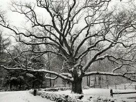 Bedford Oak, New York City -  - ID 1061.jpg (click to view)