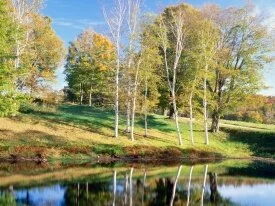 Birch Trees, Vermont -  - ID 42446.jpg