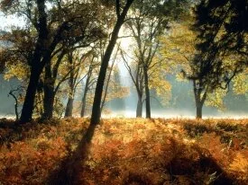 Black Oaks and Ferns, Leidig Meadows, Yosemite N.jpg