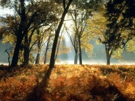 Black Oaks and Ferns, Leidig Meadows, Yosemite N.jpg (click to view)