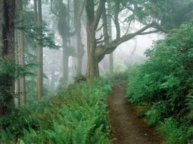 Cape Lookout State Park, Oregon -  - ID.jpg