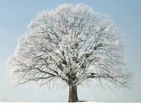 Change of Season, Sommer-Linde - .jpg