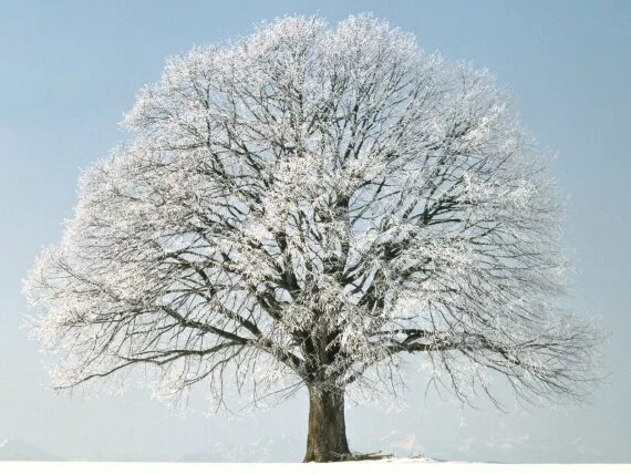 Change of Season, Sommer-Linde - .jpg (click to view)