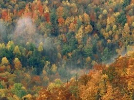 Colorful Autumn Forest, Great Smoky National Par.jpg
