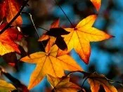 Colors Of Fall -  - ID 18838.jpg