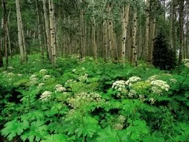 Cow Parsnip and Quaking Aspen, Colorado - 1600x1.jpg