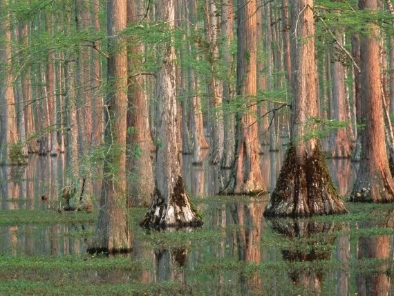 Cypress Trees, South Carolina -  - ID 2.jpg (click to view)