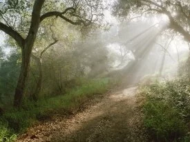 Douglas Family Preserve, Santa Barbara, Californ.jpg