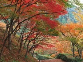 Down the Garden Path -  - ID 41525.jpg (click to view)