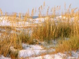 Dunes at Dawn, Destin, Florida -  - ID .jpg (click to view)