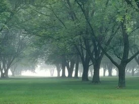Early Morning Mist, Central Indiana -  .jpg