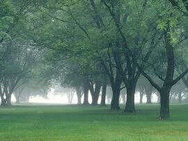 Early Morning Mist, Central Indiana -  .jpg (click to view)