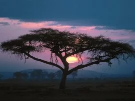 East African Sunset -  - ID 24704.jpg (click to view)