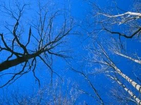 Eastern Deciduous Forest, Tennessee -  .jpg